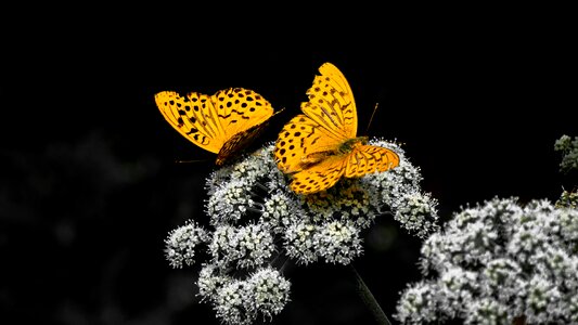 Insect wing animal