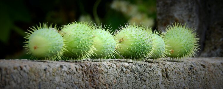 Kolczurka klapowana -wild cucumber echinocystis lobata nature