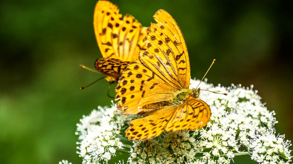 Insect wing animal photo