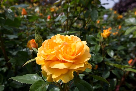 Garden roses rhs
