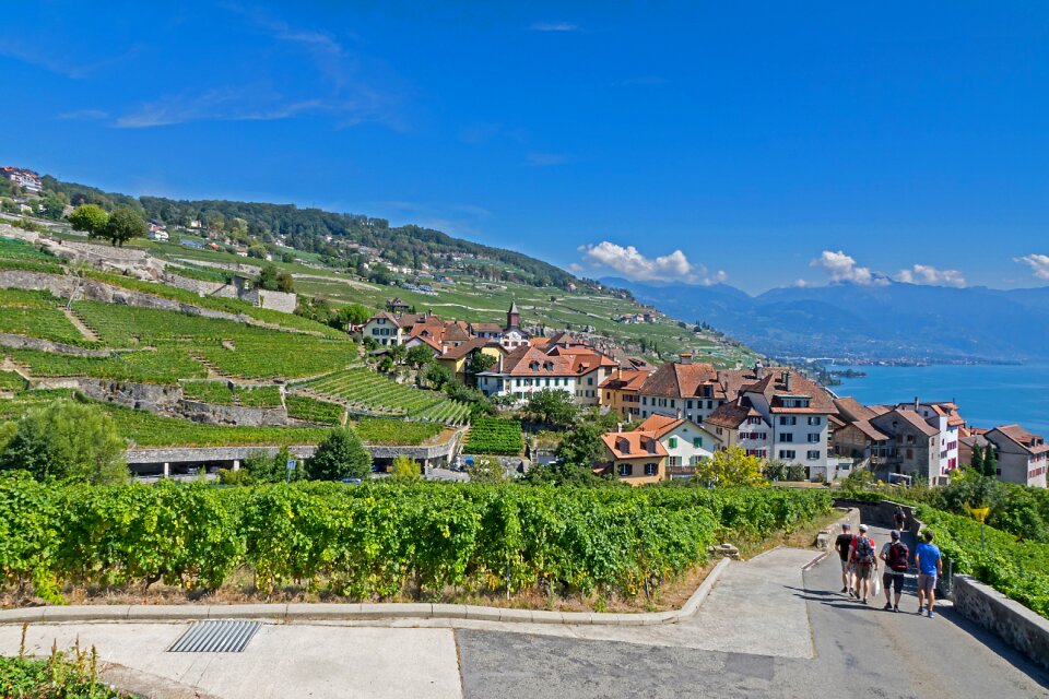 Wine red grapevine lake geneva
