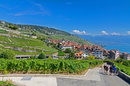 Wine red grapevine lake geneva