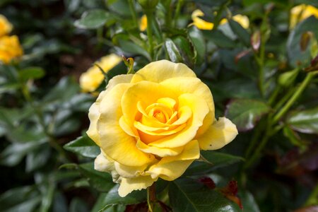 Garden roses rhs photo