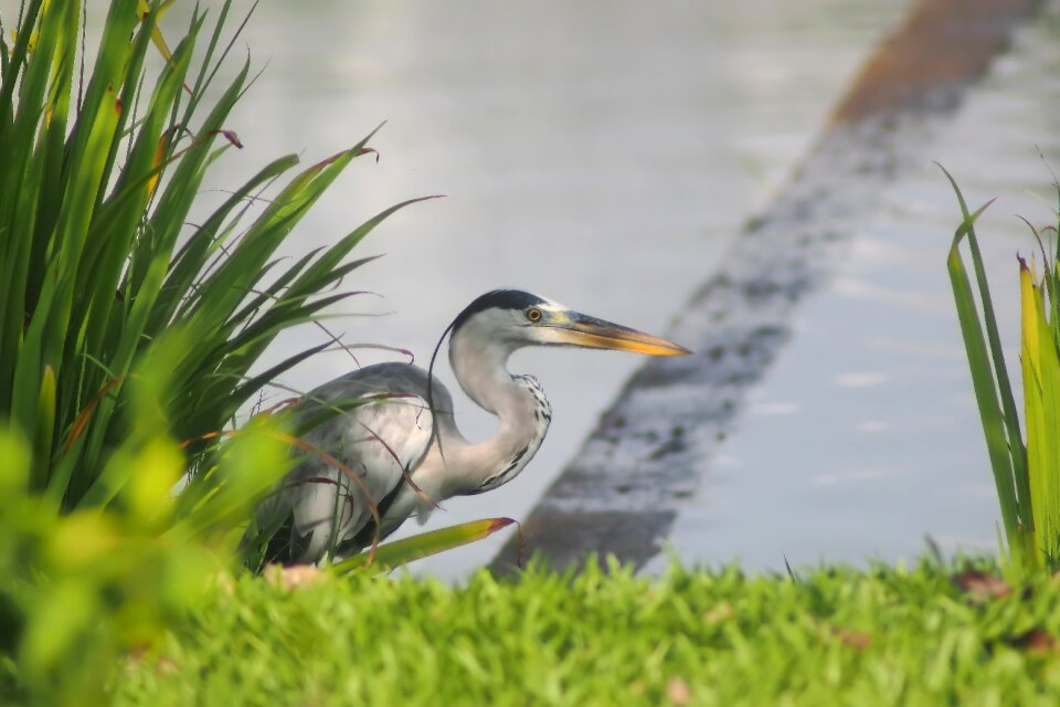 Bird nature natural