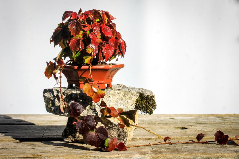 Autumn colors fall foliage autumn colouring