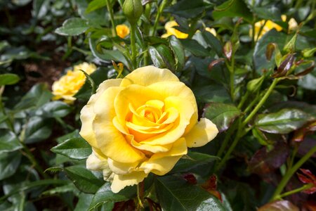 Garden roses rhs photo