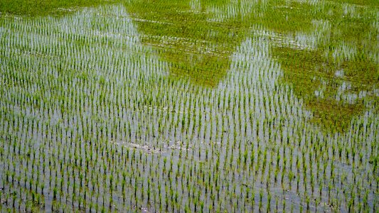 Plants agriculture food