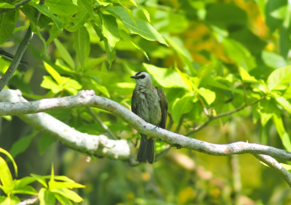 Bird park tree photo