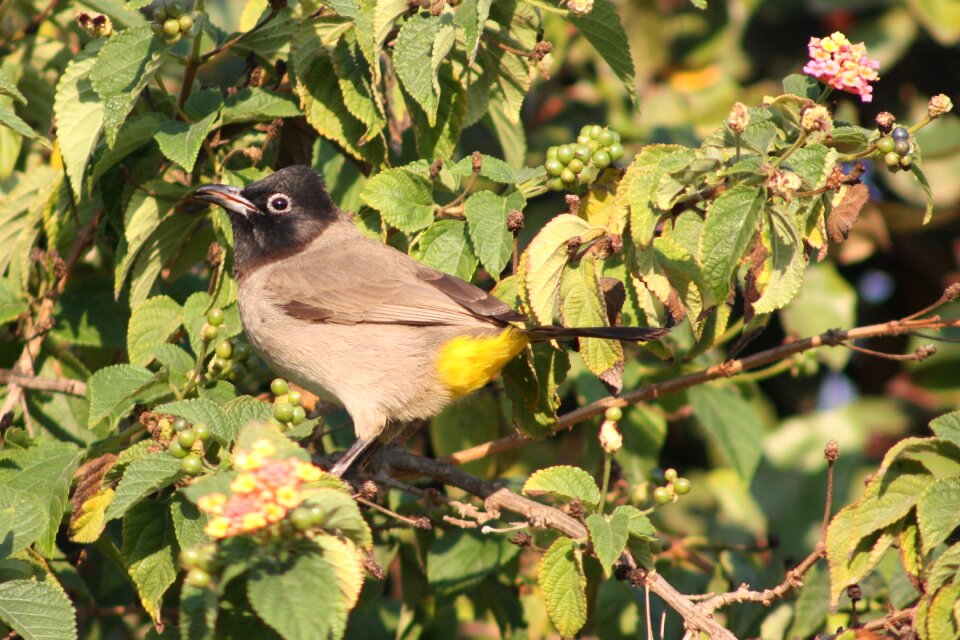 Nature bulbul pycnonotus xanthopygos