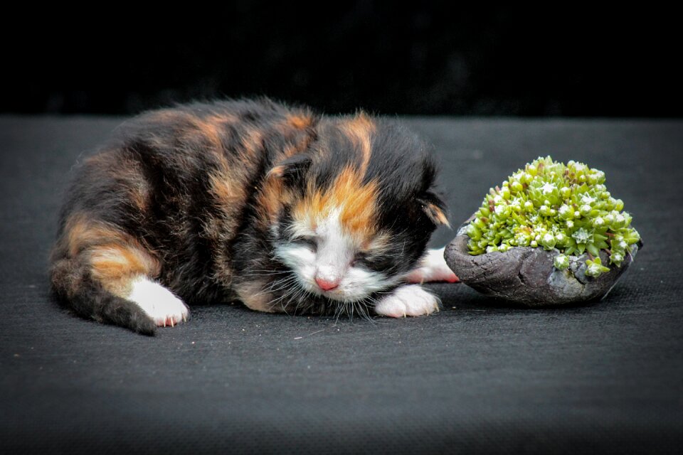 Pets feline animal