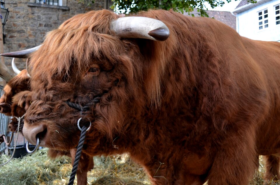 Livestock agriculture horns