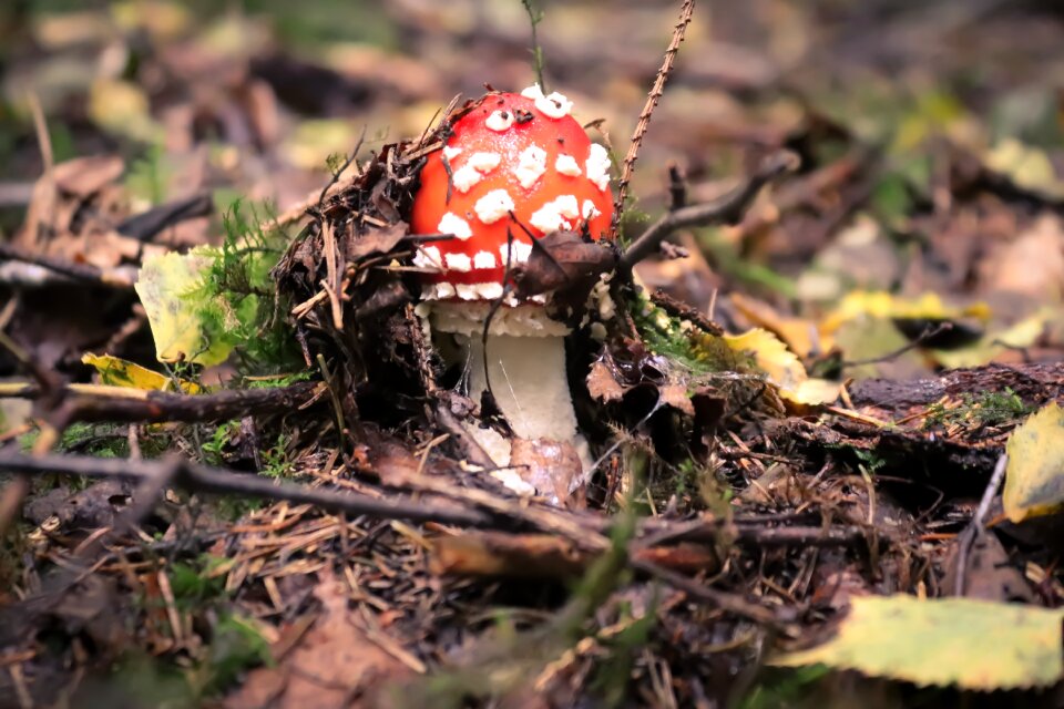 Forest nature forest floor