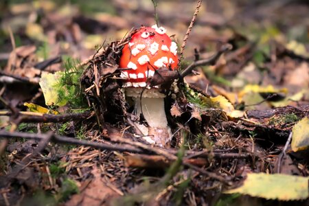 Forest nature forest floor