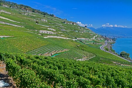 Wine red grapevine lake geneva