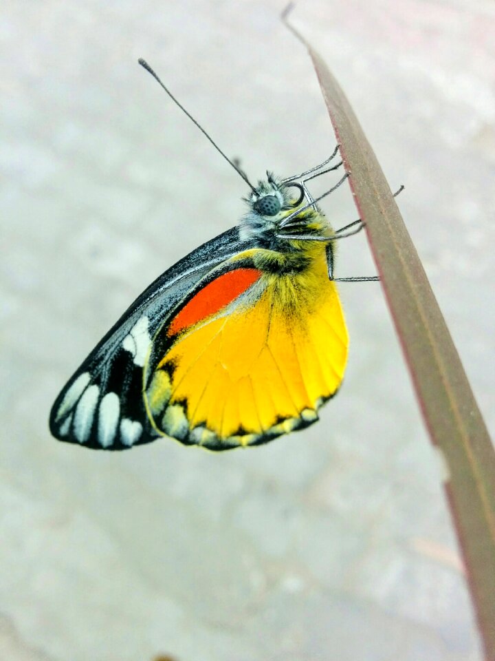 Macro wing insect