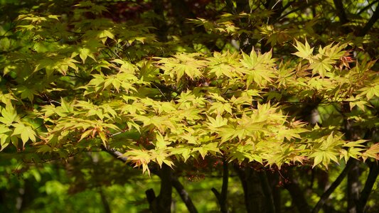 Maple landscape autumn leaves