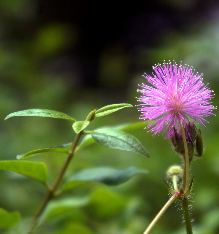 Mimosa natural beautiful