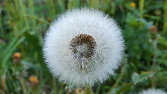 Sweden weeds flowers