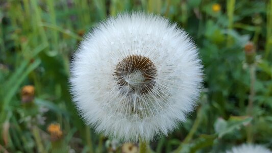 Sweden weeds flowers photo