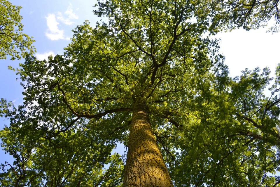 Leaf branch plant