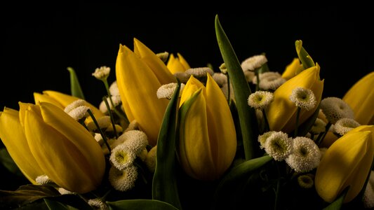 Decoration contrast tulips
