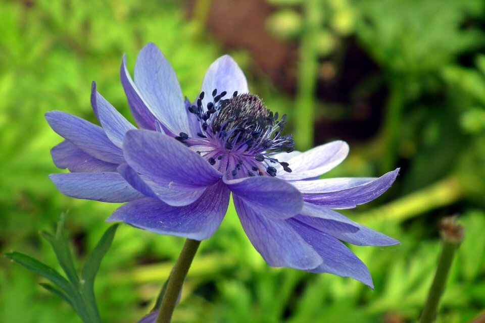 Garden summer nature