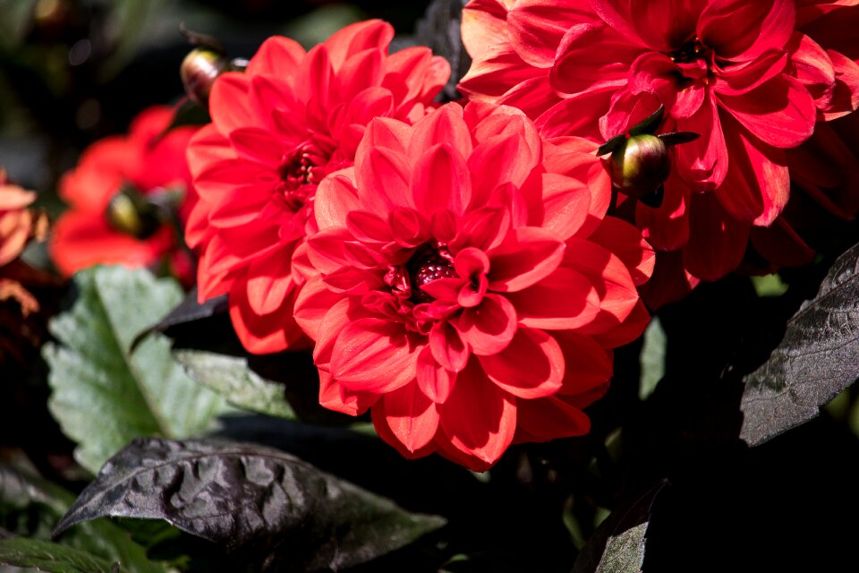Flower plant ornamental plant