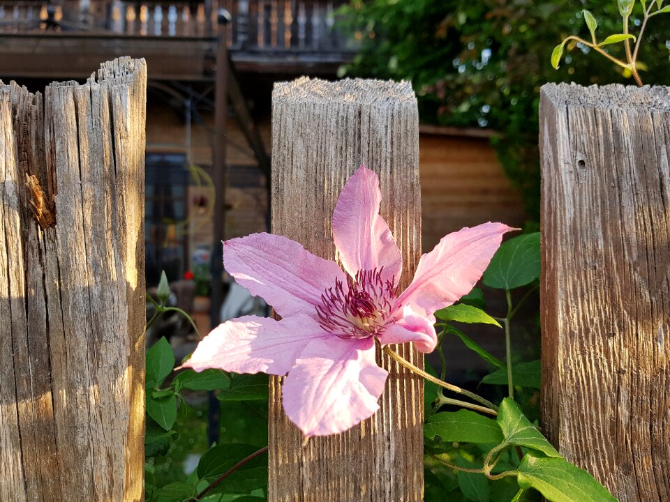 Blossom bloom climber plant