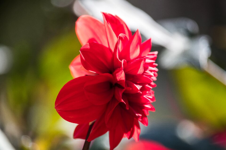 Flower plant ornamental plant