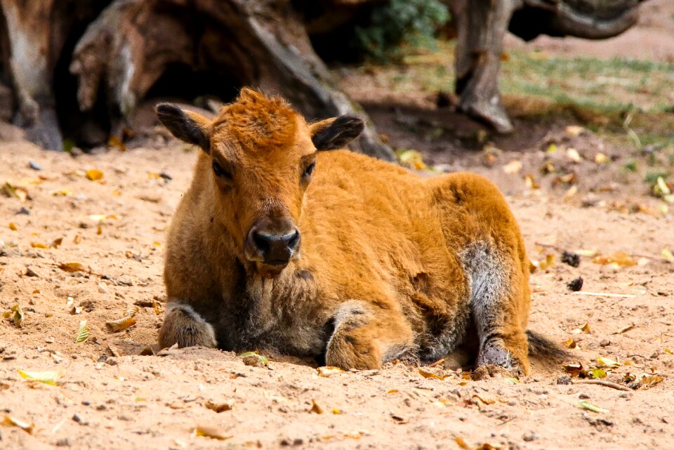 Bison farm resting
