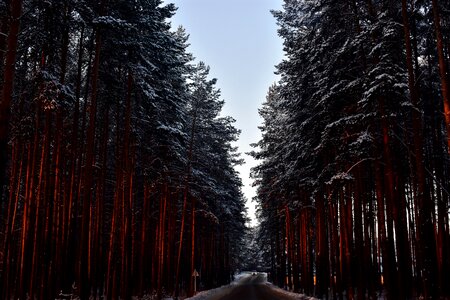 Winter forest winter landscape pine photo