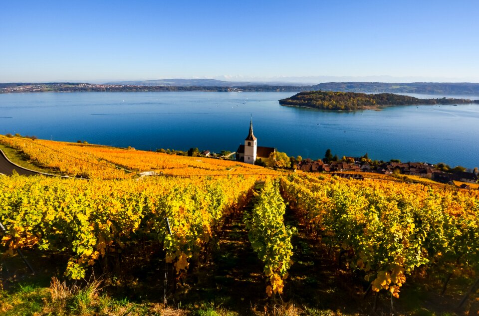 Landscape vines switzerland