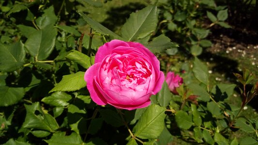 Bloom garden flowers