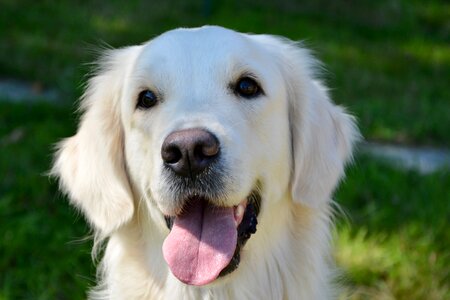 Golden color white dog portrait portrait golden photo