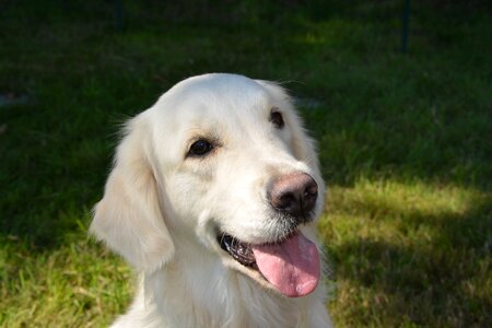 Golden color white dog portrait portrait golden photo