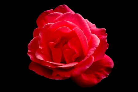 Rosa flower color