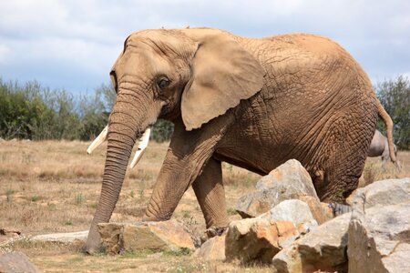 Wildlife wild animal nature