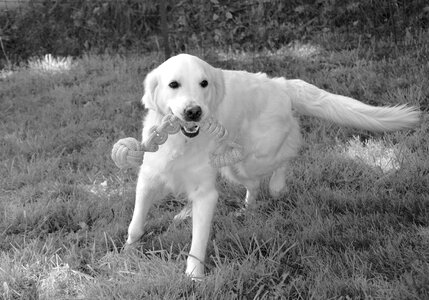 Golden color white dog portrait portrait golden photo