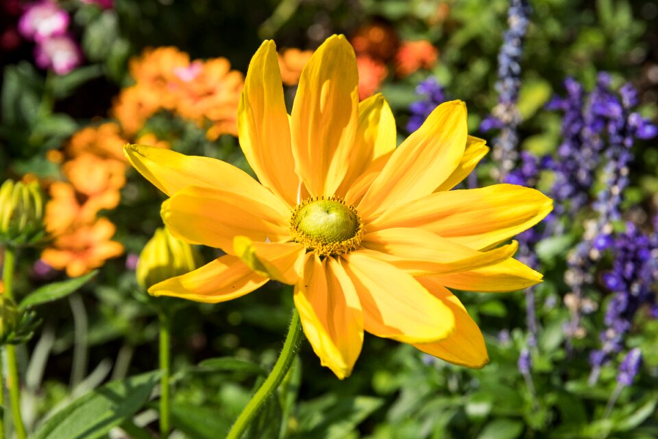 Bloom yellow garden photo