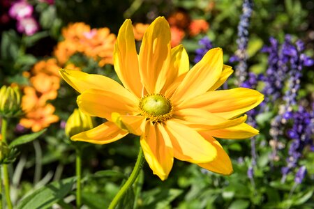 Bloom yellow garden