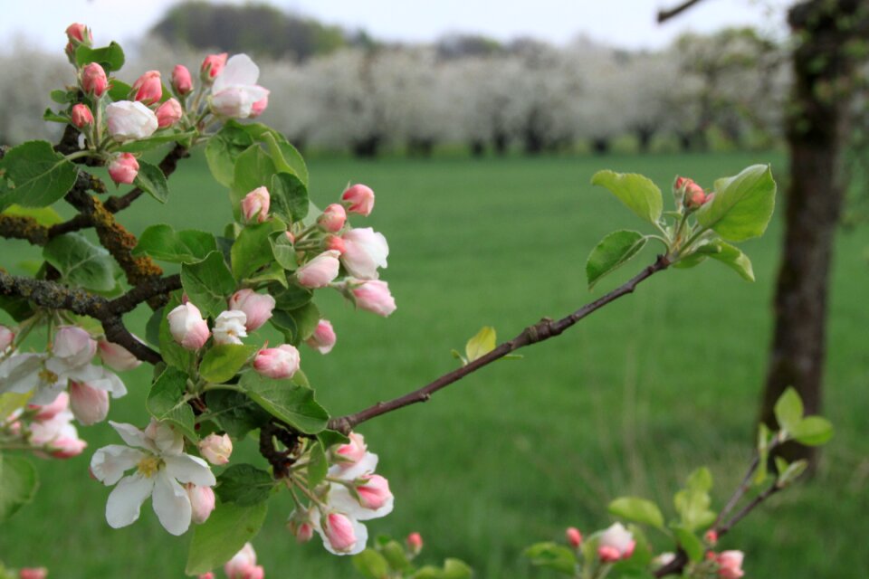 Sunshine flowers cherry wood