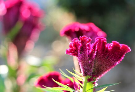 Purple plant flora photo