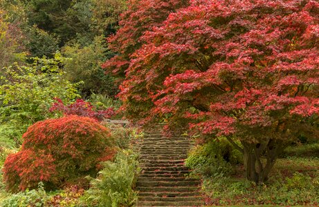 Maple red nature