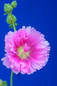 Wild flowers hua xie red