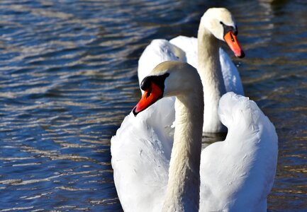 Pride waterfowl bird photo