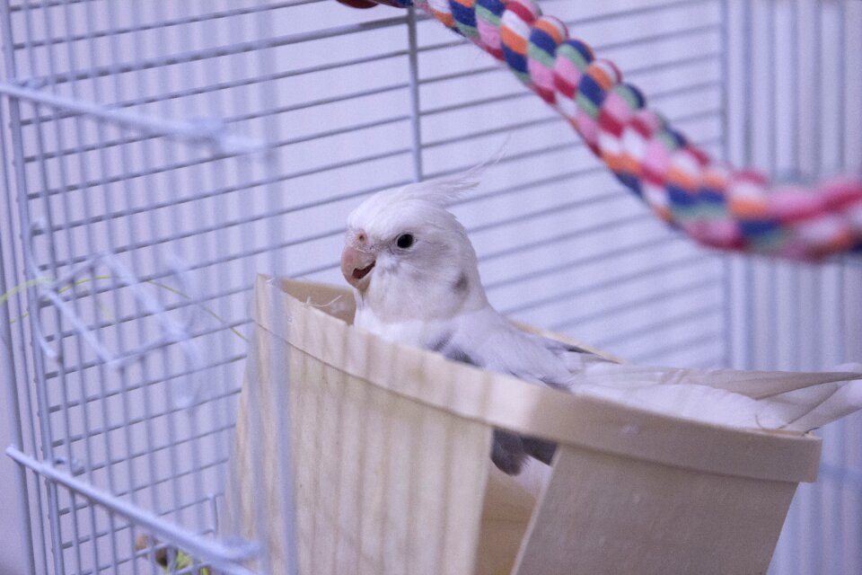 Animal pet wildlife