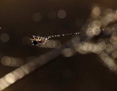 Drops spider web acrobat photo