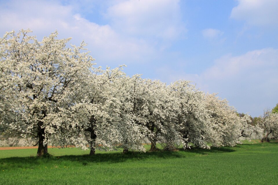 Sunshine flowers cherry wood