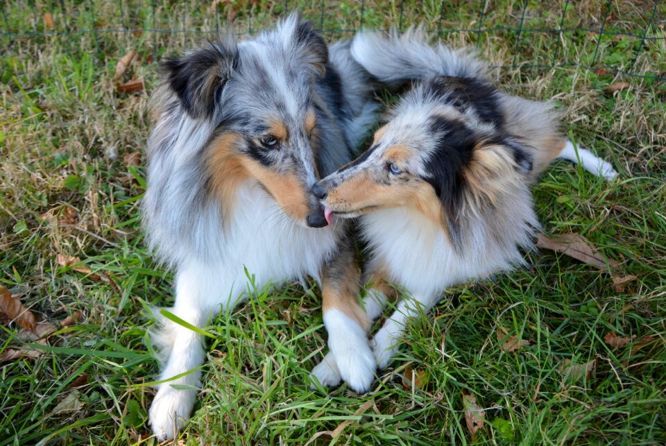 Bitch nobility blue kiss kisses shetland sheepdog