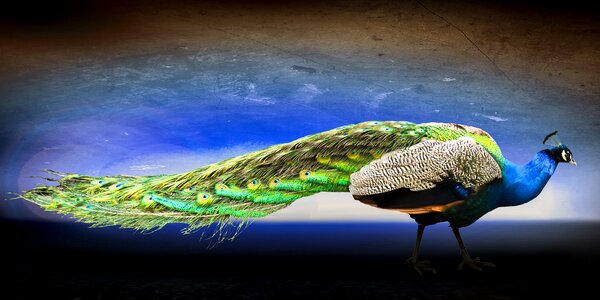 Feather pride colorful